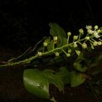 Stegnosperma cubense Fruit