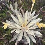 Espeletia pycnophylla Hoja