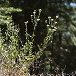 Sericocarpus oregonensis Habitus