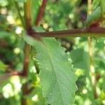 Coleostephus myconis Leaf