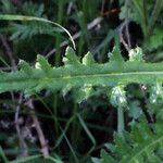 Cirsium filipendulum Leaf