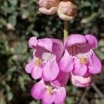 Penstemon palmeri Flor