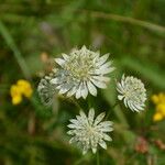 Astrantia minorКвітка