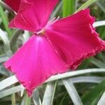 Dianthus saxicola 花