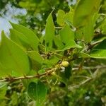 Syzygium cumini फल