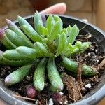 Dudleya edulis Yaprak