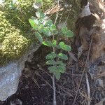Pellaea atropurpurea Hábito