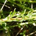 Sesamoides purpurascens 葉