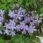 Gentianella ramosa Flor