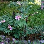 Paeonia × suffruticosa Habit