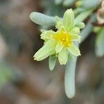 Gymnocarpos decander Flor