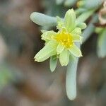 Gymnocarpos decander Flower