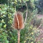 Dipsacus fullonumFrutto