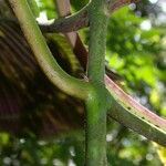 Miconia calvescens Kůra