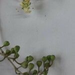 Lawsonia inermis Blüte