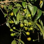 Picramnia antidesma Fruit