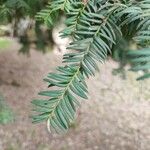Sequoia sempervirens Hostoa