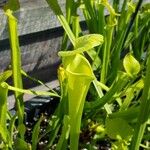 Sarracenia flava Likasa