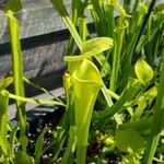 Sarracenia flava Folha