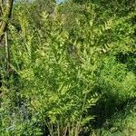 Osmunda regalis Habitat