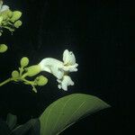 Amphilophium elongatum Flor