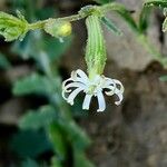 Silene arabica Flower
