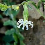 Silene arabica ফুল