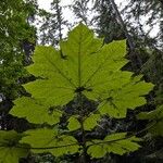 Oplopanax horridus Hoja