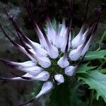 Physoplexis comosa 花