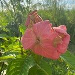 Mussaenda philippica Flower