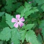 Geranium robertianumLorea