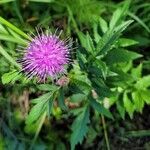 Serratula coronata Flower