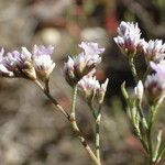 Limonium bellidifolium Fleur