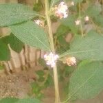 Lantana trifoliaDelienn