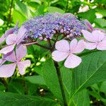 Hydrangea serrata Кветка