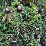 Carlina acaulis Habitus