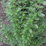 Lippia micromera Лист