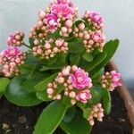 Kalanchoe blossfeldiana花