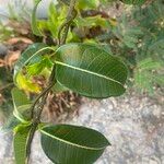 Cryptostegia grandiflora Leaf