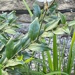 Libertia chilensis Blad