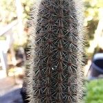 Cleistocactus variispinus Drugo