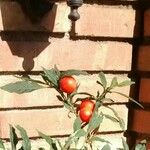 Solanum pseudocapsicum Плід