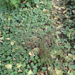 Brachypodium sylvaticum Habit