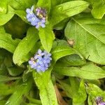 Myosotis sylvatica Blatt