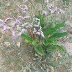 Limonium vulgareЦветок