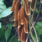 Mucuna pruriens Gyümölcs