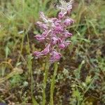 Anacamptis coriophora Hábito