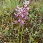 Anacamptis coriophora Tervik taim