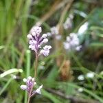 Cynorkis squamosa Blomma