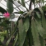 Epiphyllum phyllanthus Fuelha